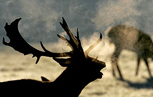 ��� ������ �����