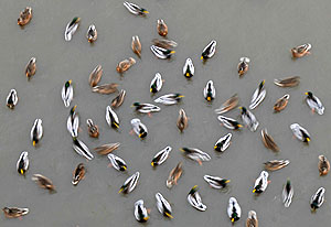 ���� �� �����, ��� ��� ������ ������������ � �������