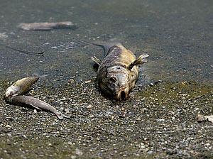 ��� ��-���������