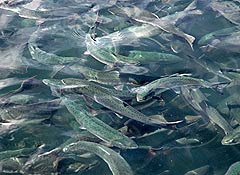 ������ ����� � �����