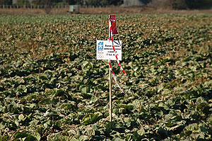 ������� ��������� ����������� ������