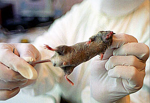 ������ �� ������������ �������