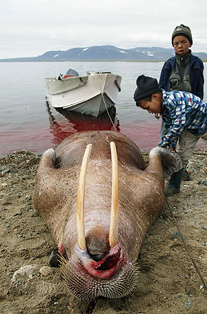 ������ ������: ��� �������?