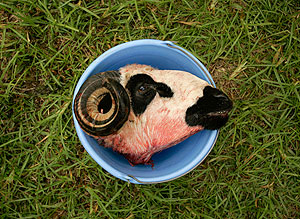 ��� ������ �����