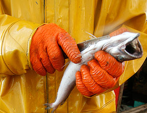 ��� ������ �����