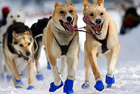 Гонка на собаках Гонка на собаках