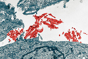 �����, ������� � �������