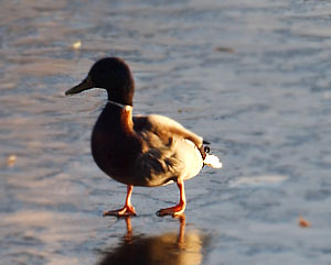 ������� ������ ����