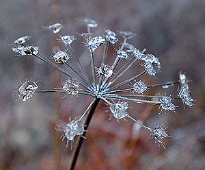 ������ ���������