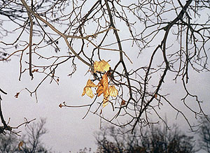 � ������ ������ ��������