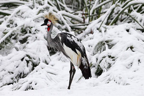 ����������� ������� � �������� Jerusalem's Biblical Zoo.
