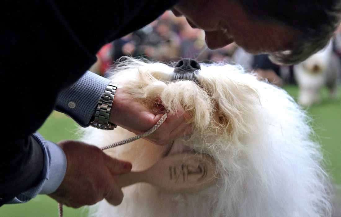 -      Westminster Kennel Club,          200  .     ,   ,     .
