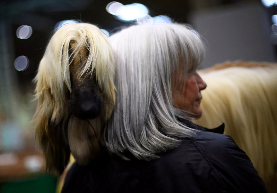 Выставки собак Crufts в британском Бирмингеме