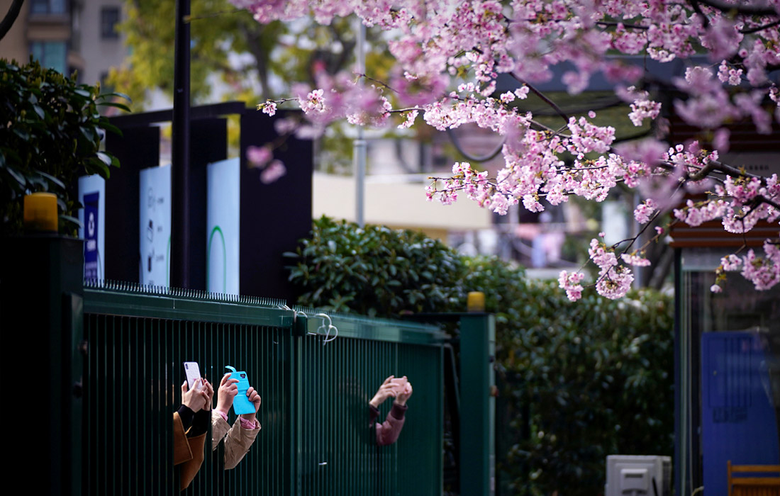 6 марта. В японских городах Токио и Осака отменили фестиваль цветения и любования сакурой из-за вспышки вируса. Традиционно в апреле в эти два города стекаются миллионы туристов, чтобы полюбоваться деревьями в белых и розовых цветах.
