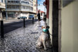 11 марта ВОЗ объявила пандемию в связи с COVID-19. На фото: собака в защитной маске возле ресторана в Лиссабоне, Португалия.