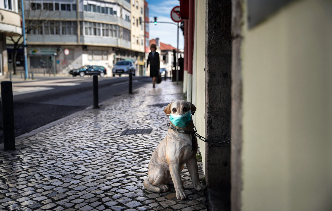 11 марта ВОЗ объявила пандемию в связи с COVID-19. На фото: собака в защитной маске возле ресторана в Лиссабоне, Португалия.