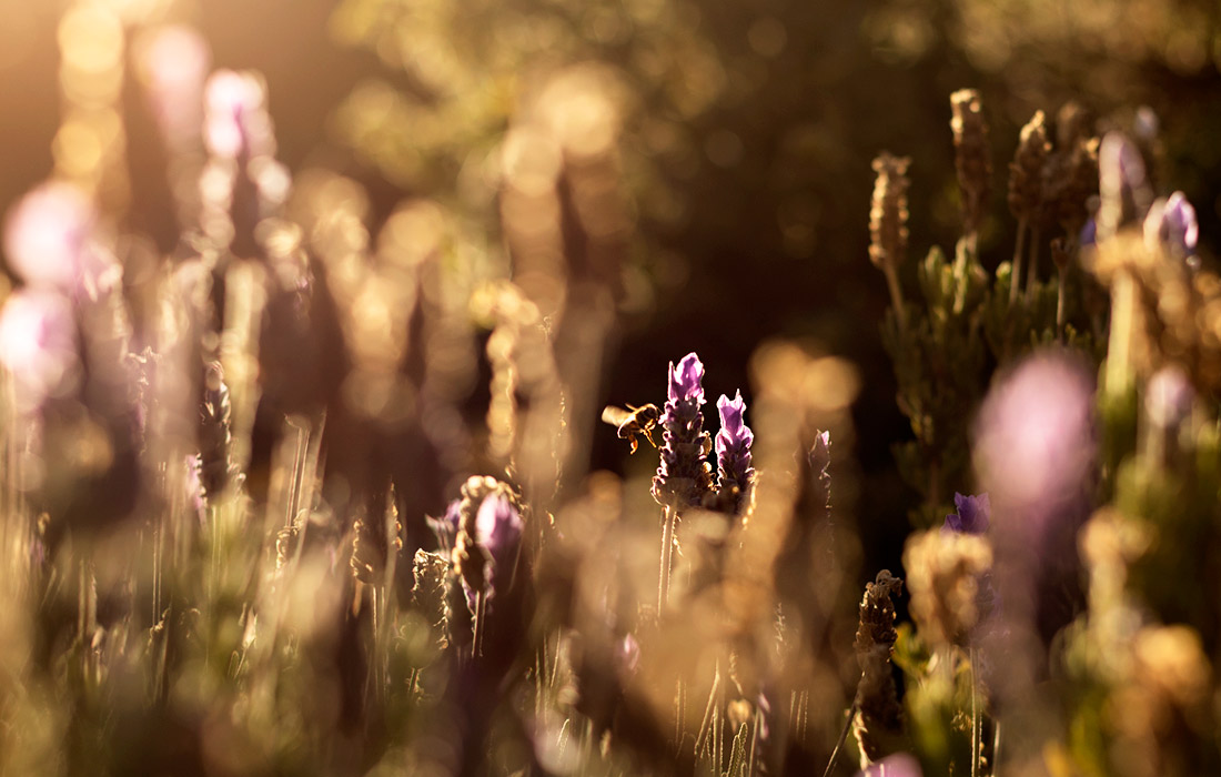 Цветение лаванды в Кейптауне, Южная Африка