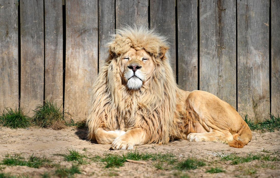 Лев принимает солнечную ванну в зоопарке польского Войцехова. Из-за распространения коронавируса у зоопарка заканчиваются деньги на содержание животных.