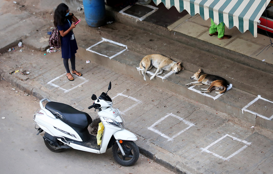 1 июля. Собаки соблюдают меры социального дистанцирования в индийском Бангалоре.