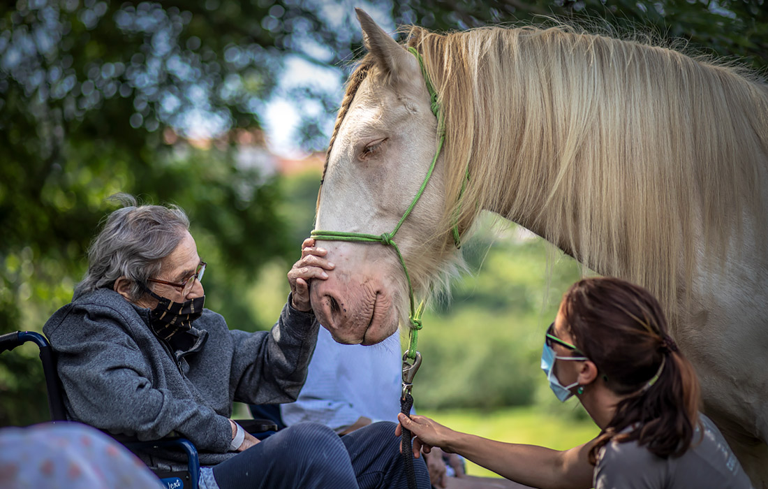 22 июля. В больнице Сестер милосердия святого Карла Боромейского в Праге для пациентов организовали сенсорную терапию с помощью лошадей.