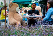 25 июля. В ресторане Jaso Bakery в Мехико используют игрушечных медведей для сохранения социальной дистанции между посетителями.