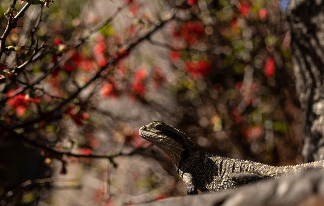 Водяная ящерица в Ботаническом саду Оберна, Австралия