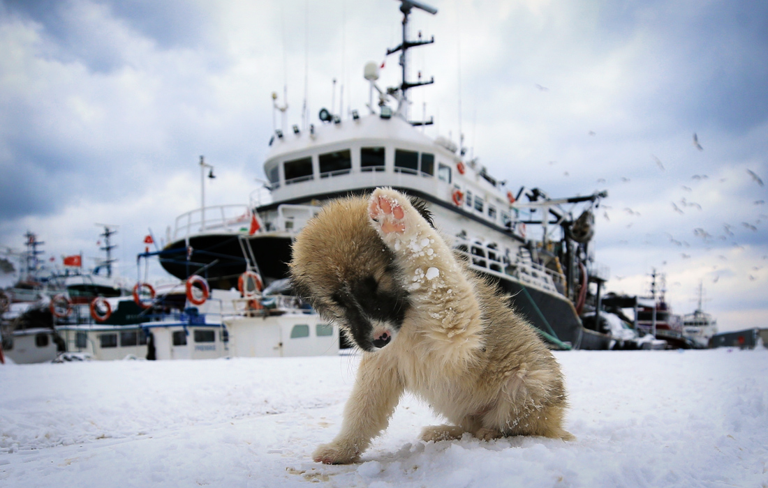 Сильные снегопады на турецком побережье Черного моря. Холодная погода негативно повлияла на бездомных животных, живущих в порту.