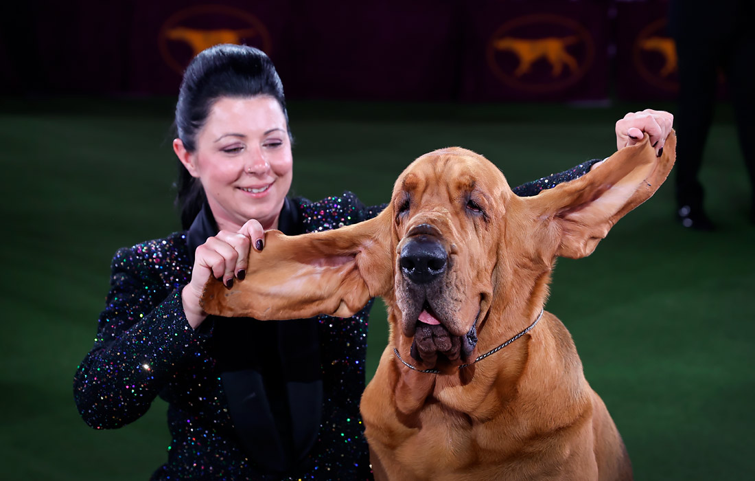 Бладхаунд по кличке Трампет стал победителем ежегодной выставки собак Westminster Kennel Club в Тарритауне
