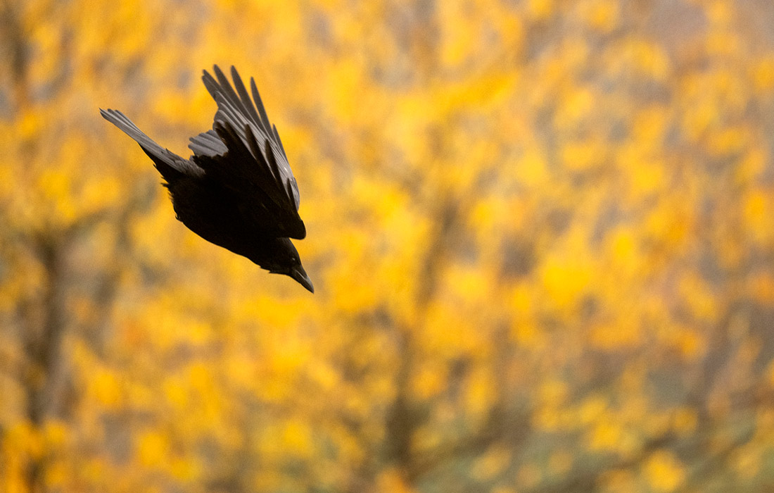 Ворона в Оденвальде, Германия