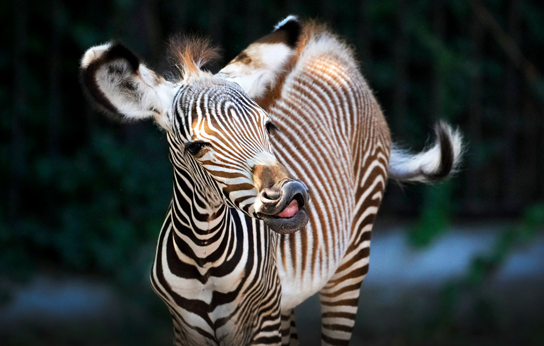 Новорожденный детеныш зебры Греви в римском зоопарке Биопарк