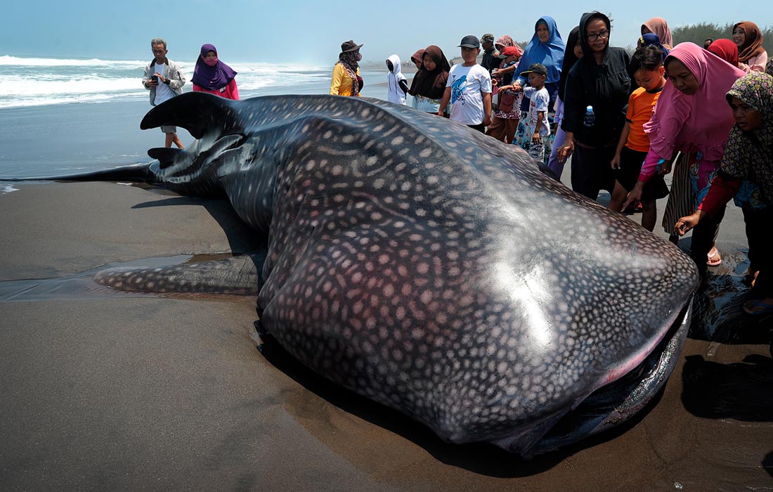 На пляж Кетаванг в Индонезии выбросилась китовая акула длиной почти восемь метров