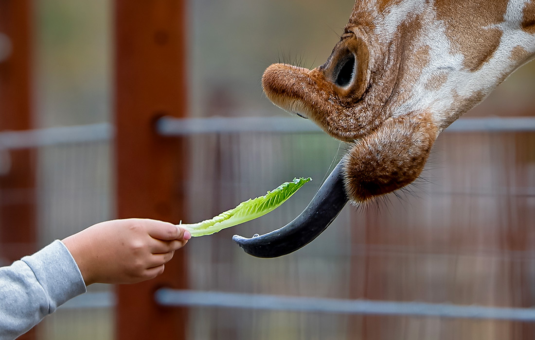 Жираф в зоопарке Атланты, США