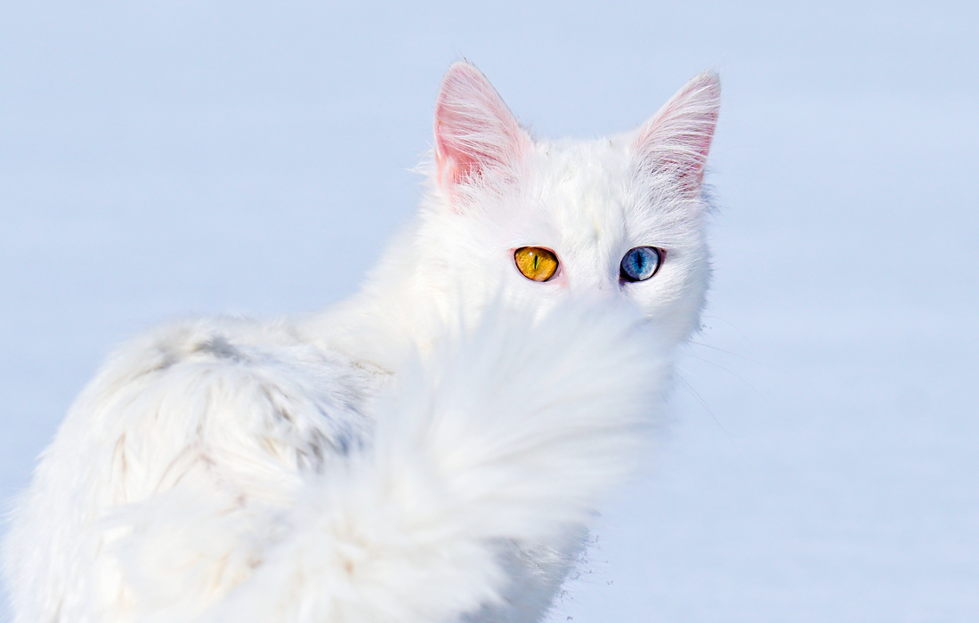 ��� ������ �� �������� ������� � ����, ������