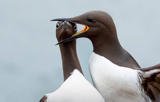  Comedy Wildlife Photo Awards