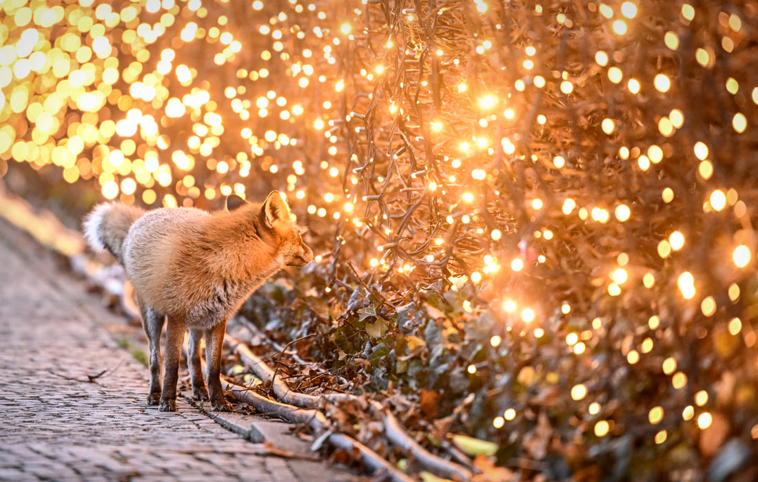Лиса возле световой инсталляции в Ботаническом саду Берлина