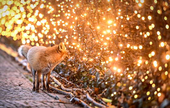 Лучшие фото недели Лучшие фото недели