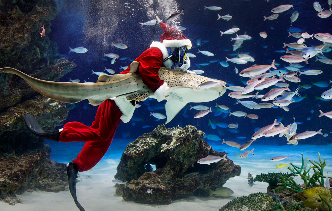 Рождественское представление в токийском океанариуме Sunshine Aquarium