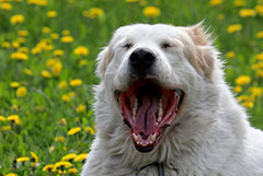 ЮНЕСКО признало разведение алабаев нематериальным культурным наследием ЮНЕСКО признало разведение алабаев нематериальным культурным наследием