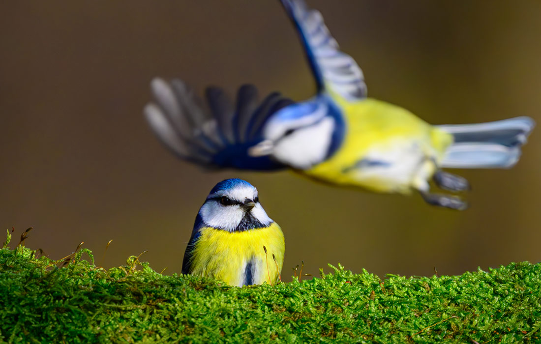 ������ � ������������, ��������