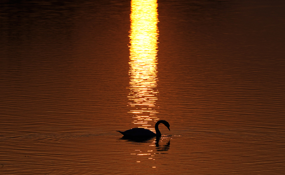 ������ ���� ������