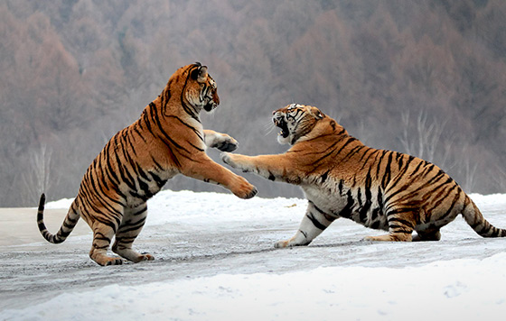 ����������� 22 �������