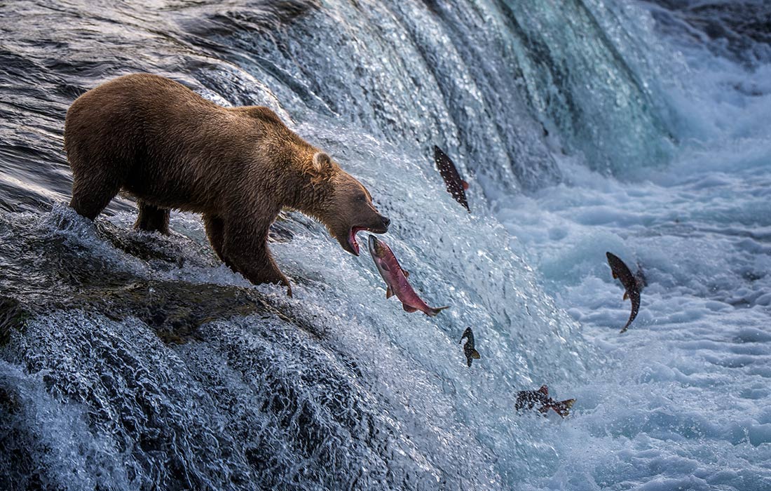 Бурый медведь ловит лосося на водопаде Брукс в национальном парке Катмай, Аляска