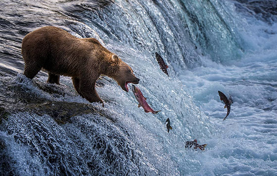 Лучшие снимки животных - 2025 Лучшие снимки животных - 2025