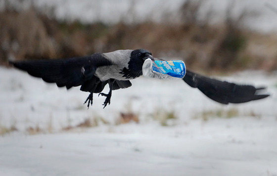 ����������� 9 �������