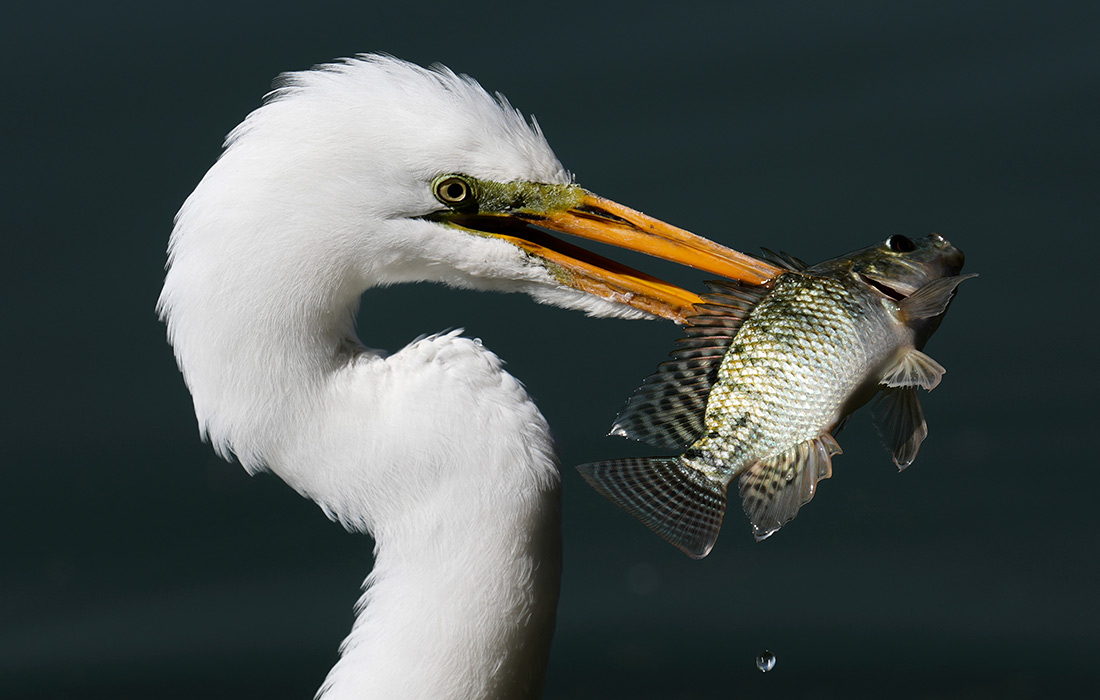 ����� ����� � ������