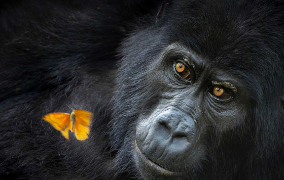 World Nature Photography Awards