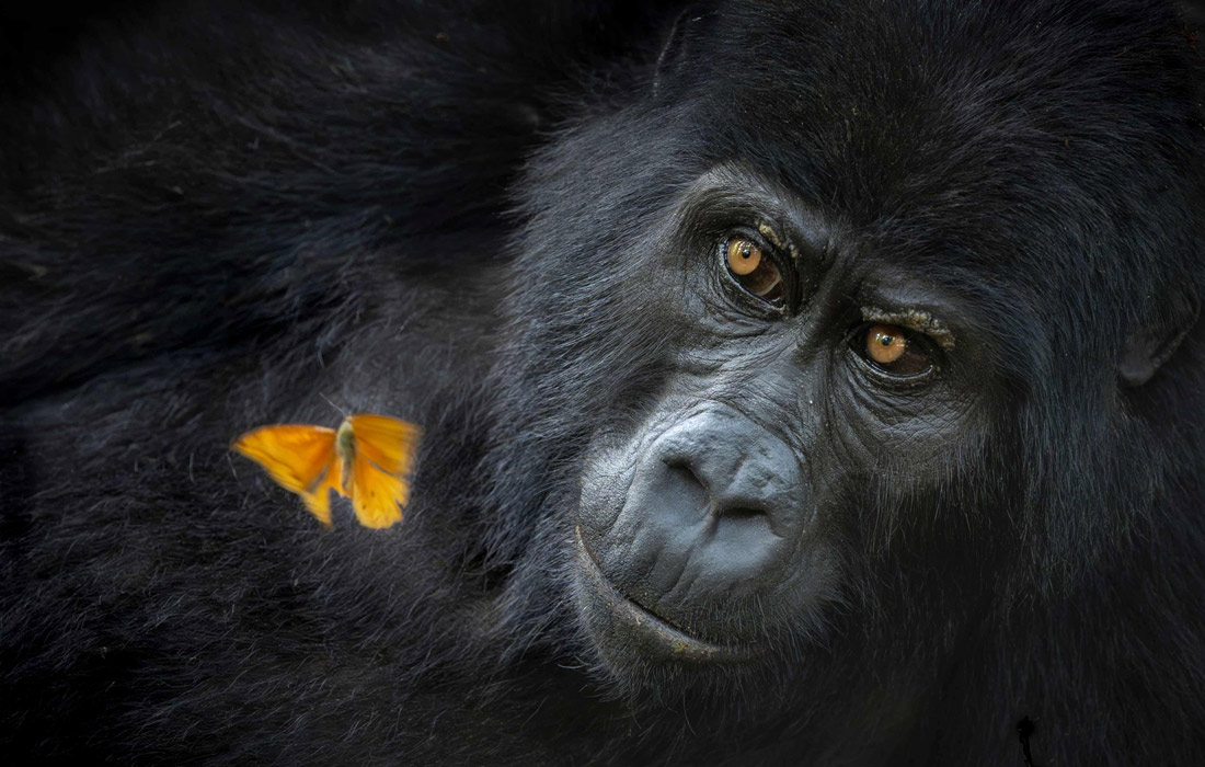 Победитель в категории "Портреты животных".
Горилла наблюдает за бабочкой в национальном парке Бвинди в Уганде.