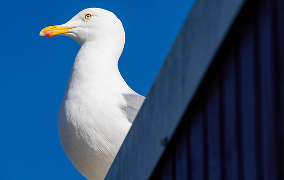 ����������� 2 �����