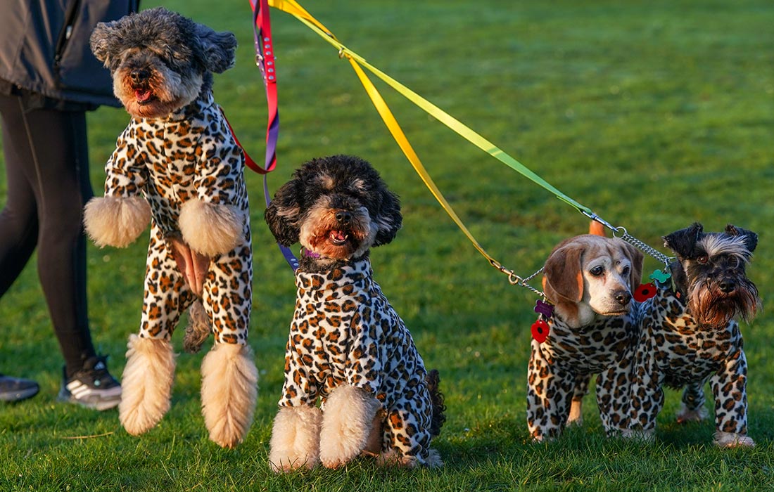 �������� ����� Crufts Dog Show � ����������