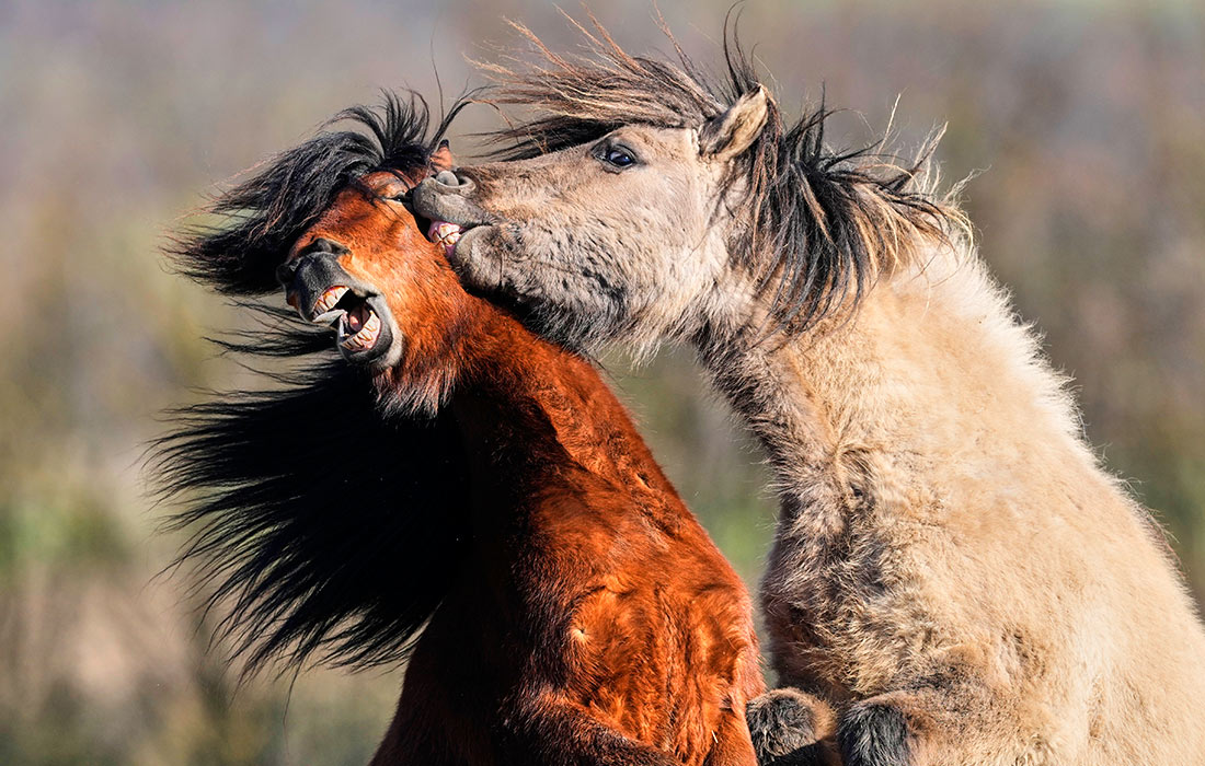 ���������� ������ �� ���������� �� ������ ��������